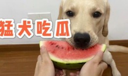 娱乐吃瓜蛋仔名字大全,趣味横生的昵称盛宴